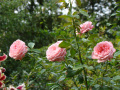 DSC04481