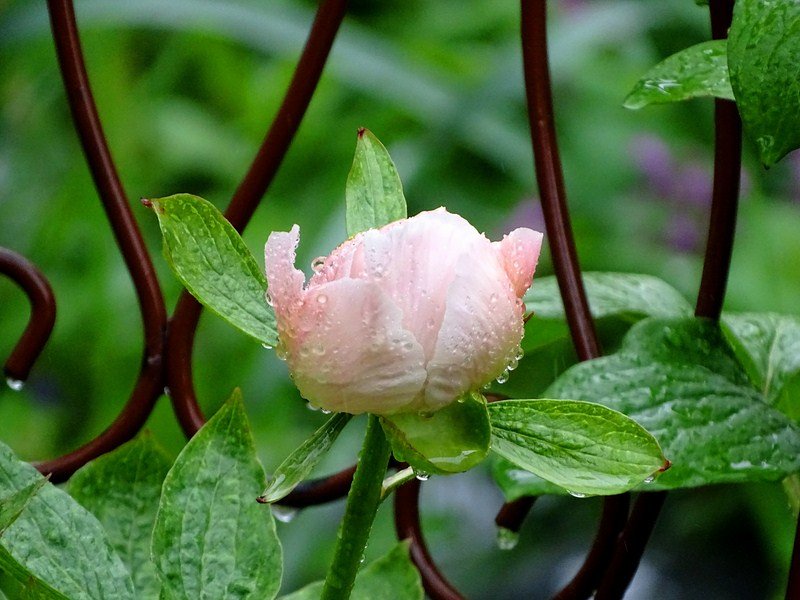 DSC00479