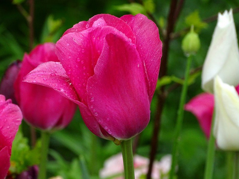 DSC00510