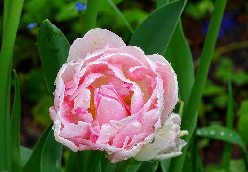 DSC00511