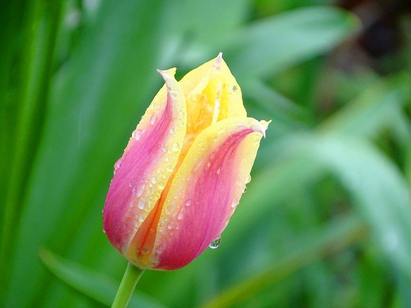 DSC00515