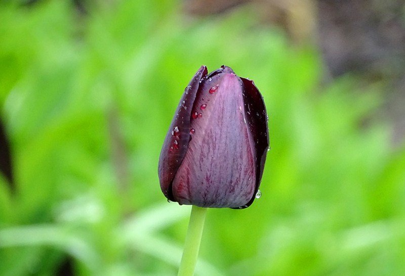 DSC00518