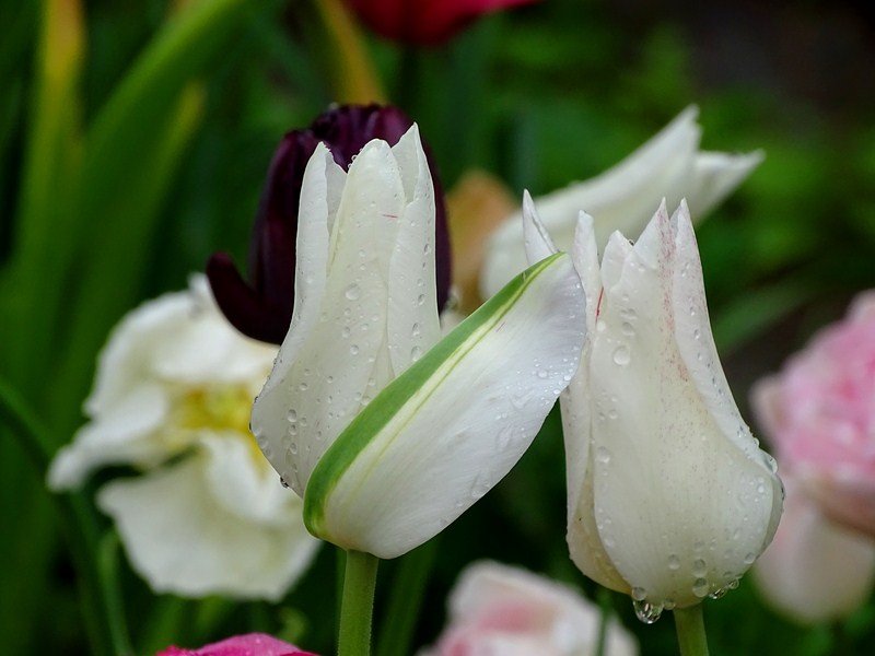 DSC00525