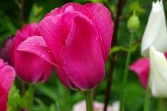 DSC00510