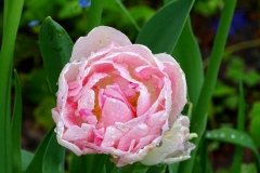 DSC00511