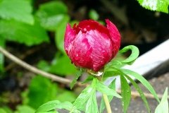 DSC00565