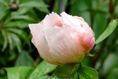 DSC00572