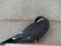DSC03326