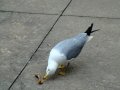 DSC00596.JPG