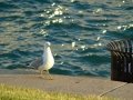 DSC02485.JPG
