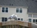 DSC03988.JPG