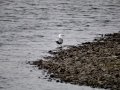 DSC04866.JPG