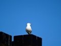 DSC05097.JPG