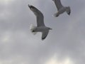 DSC_0419.JPG