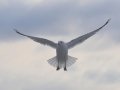 DSC_0424.JPG