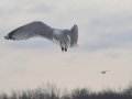 DSC_0425.JPG