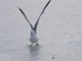 DSC_0427.JPG