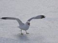 DSC_0428.JPG