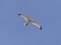 DSC_4151.JPG