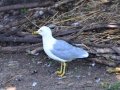 DSC_6267.JPG