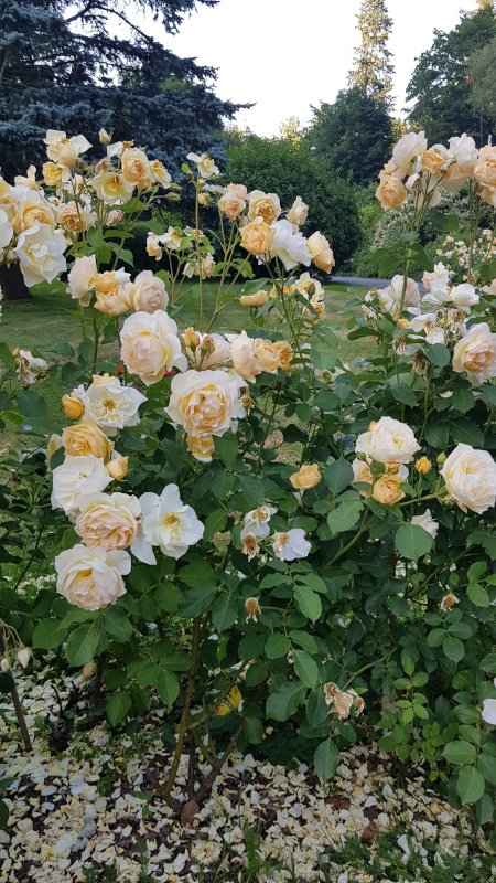 20190629_193945