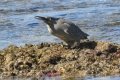 egair-32