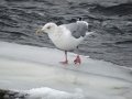 DSC01162.JPG