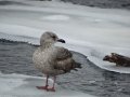 DSC01166.JPG