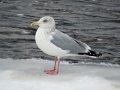 DSC01167.JPG