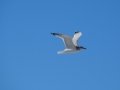 DSC01783.JPG
