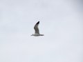 DSC03753.JPG