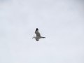 DSC03754.JPG