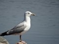 DSC04384.JPG
