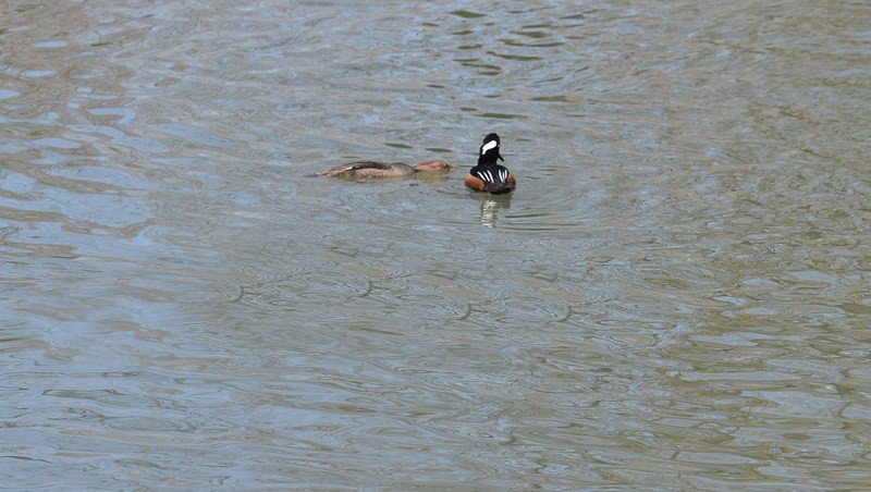 DSC_4201