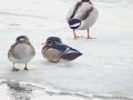 DSC02640