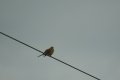 zaw23_sm-26