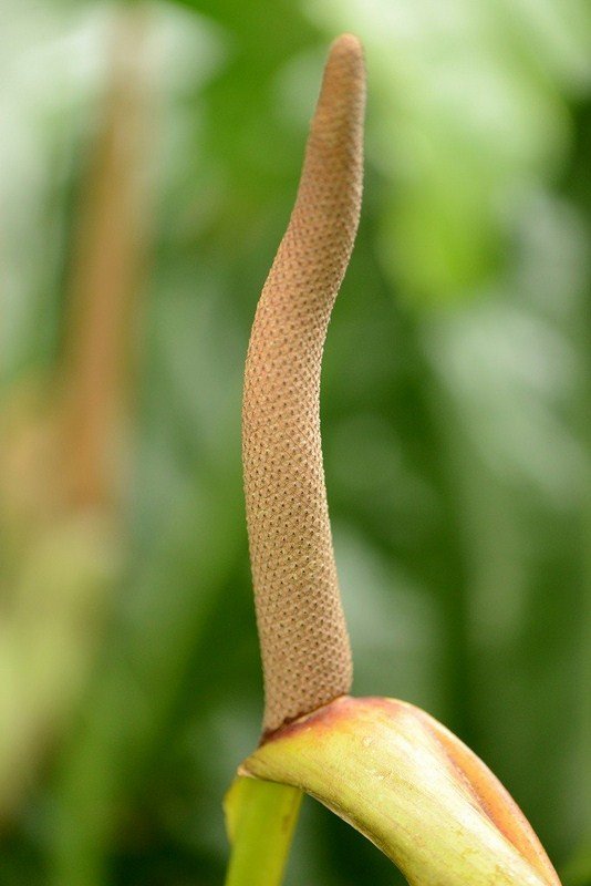 CDD_3560