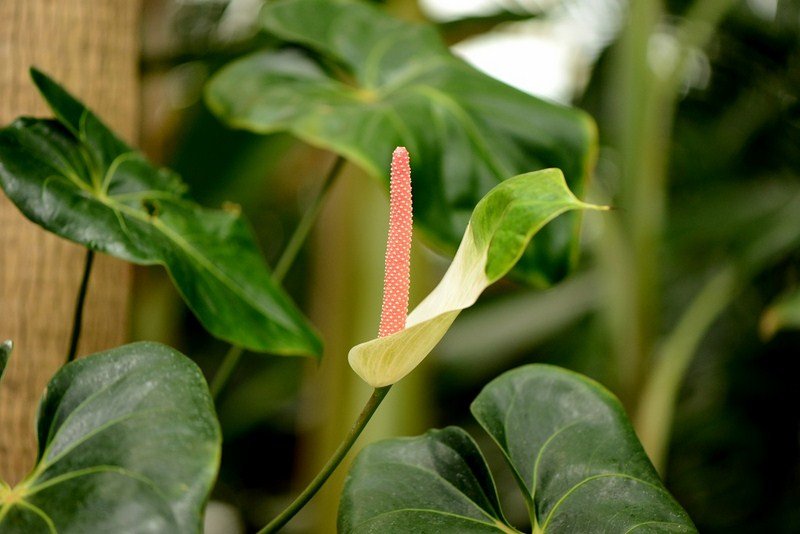 CDD_3563