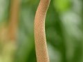 CDD_3560