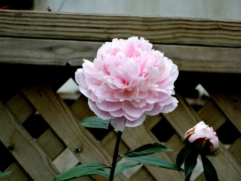 DSC04709