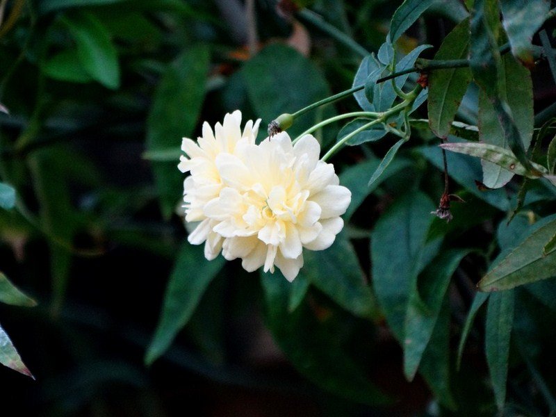 DSC04734