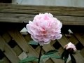 DSC04709