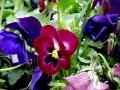 DSC04769
