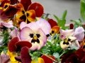 DSC04770