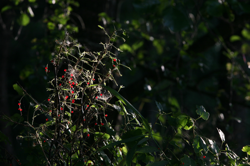 20120804_4
