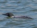20140405-CDD_3420