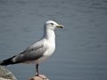 DSC04384