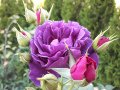 Floribunda Minerva