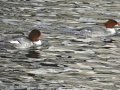 DSC02028