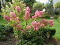 DSC04510